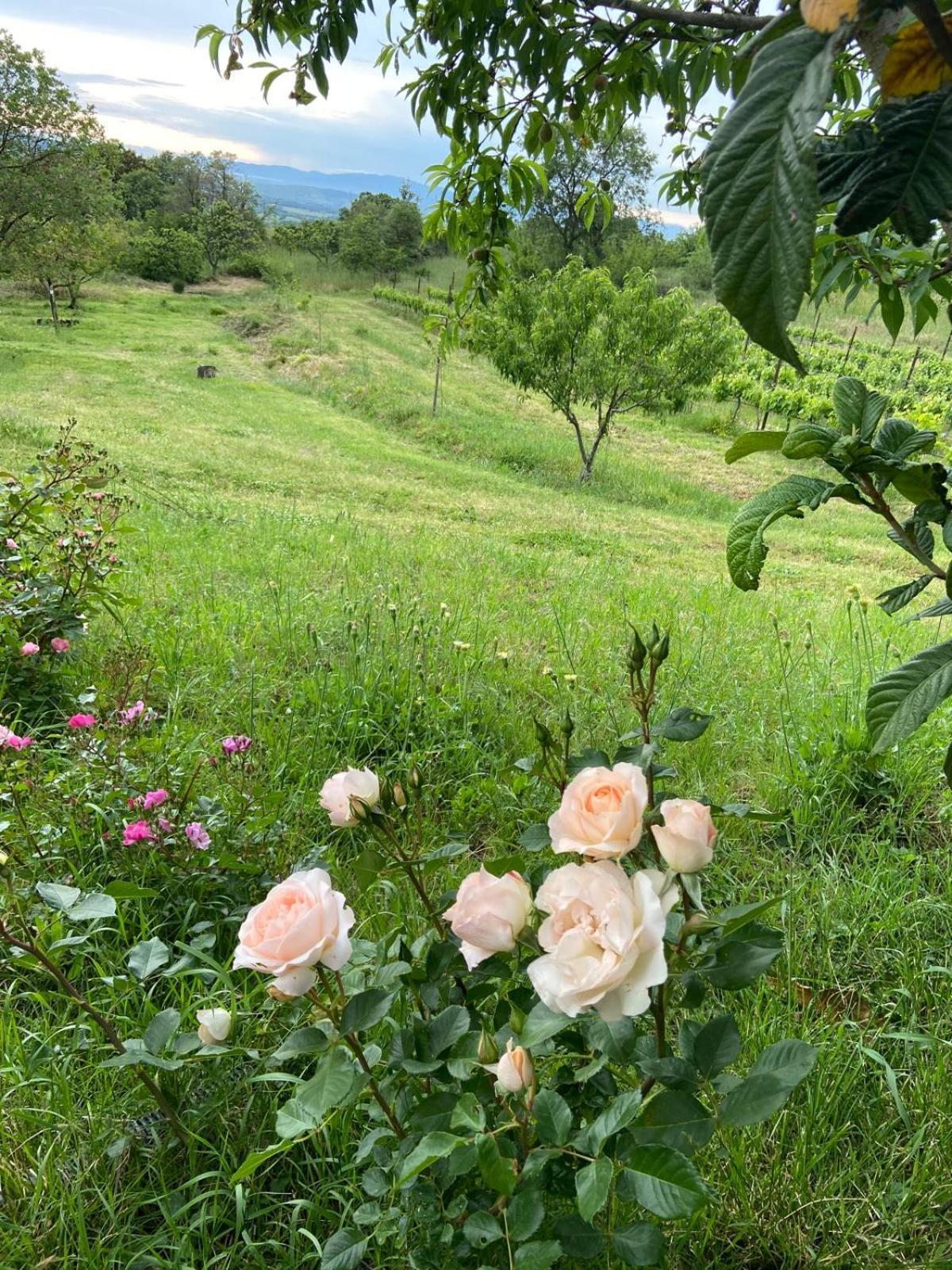 Tenuta Le Mandorlaie, Agriturismo In Скансано Экстерьер фото