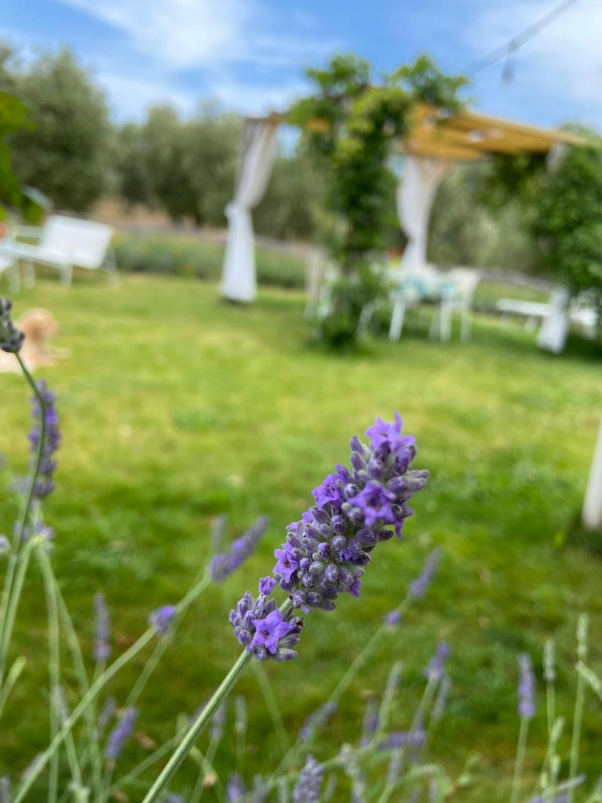 Tenuta Le Mandorlaie, Agriturismo In Скансано Экстерьер фото