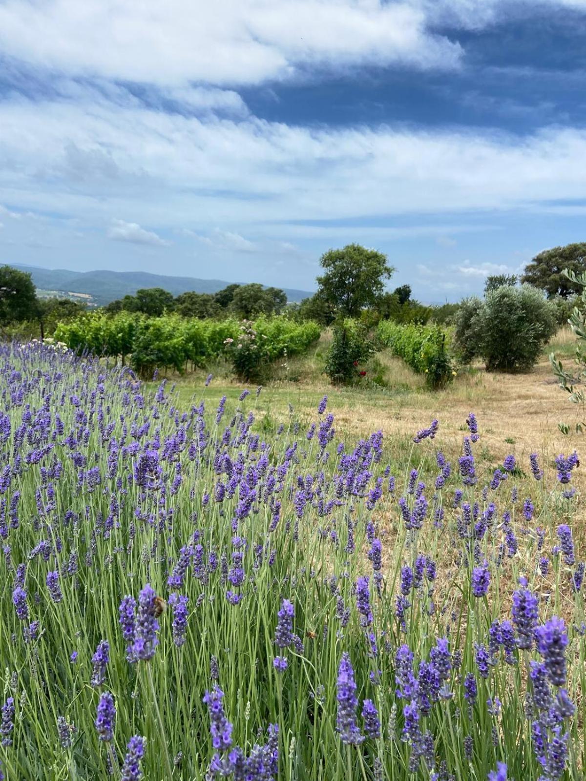 Tenuta Le Mandorlaie, Agriturismo In Скансано Экстерьер фото